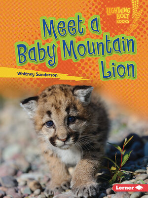 cover image of Meet a Baby Mountain Lion